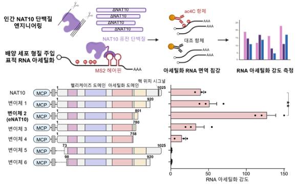 가이드 RNA를 통해 특정 RNA를 정밀하게 표적할 수 있는 CRISPR-Cas13 시스템을 이용해 dCas13-eNAT10 퓨전 단백질을 제작, 세포 내 다양한 위치에서 여러 내인성 RNA를 특이적으로 아세틸화할 수 있음을 확인했다. [사진=KAIST]