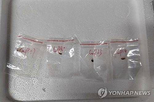 중국인 연구원들이 밀반입 시도했던 독성 곰팡이. [AP=연합뉴스]