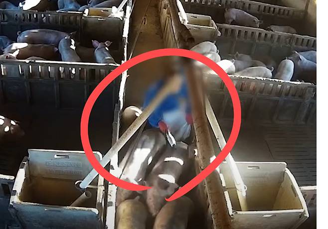 서울국제환경영화제에 초청된 유럽 다큐멘터리 ‘이익을 위한 먹을거리(food for profit)’ 공식 예고편의 한 장면. 돼지 농장의 근로자가 전기 충격기를 사용하고 있다.[유튜브 공식 채널 갈무리]