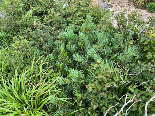 설악산 눈잣나무 복원시험지 현황(2024년). 사진제공=국립산림과학원