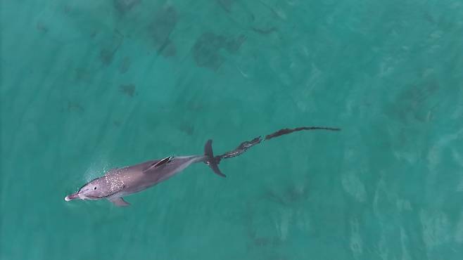 9일 제주시 구좌읍 한동리 해상에서 꼬리에 폐어구가 얽힌 채 목격된 남방큰돌고래 [다큐제주, 제주대학교 고래·해양생물보전연구센터 제공. 재판매 및 DB 금지]