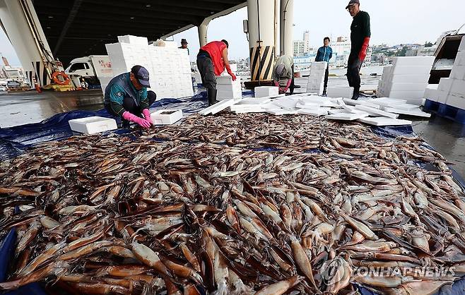 강릉 주문진항 어판장의 오징어 (강릉=연합뉴스) 유형재 기자 = 10일 강원 강릉시 주문진항 어판장에서 어민들이 채낚기 어선이 잡아 온 오징어를 선별해 상자에 담고 있다.
최근 동해안에서는 그동안 좀처럼 잡히지 않던 오징어 어획량이 점차 늘고 있다. 2025.6.10 yoo21@yna.co.kr