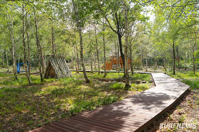 강원 태백시 매봉산 천상의 숲길.