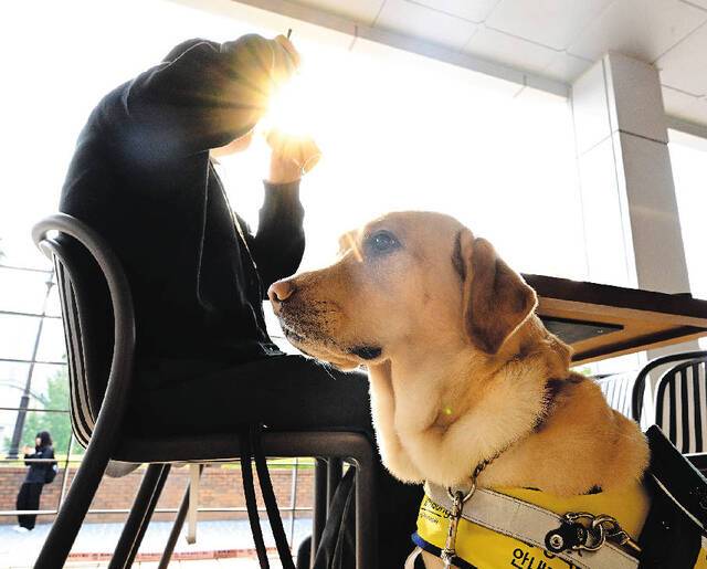 시각장애인 장승희씨의 안내견 ‘정성이’가 지난달 27일 서울 성동구 한양대의 한 카페에 앉아 있다. 정성이는 장씨가 인터뷰하는 동안 가끔 눕기도 했지만 조용히 기다렸다.