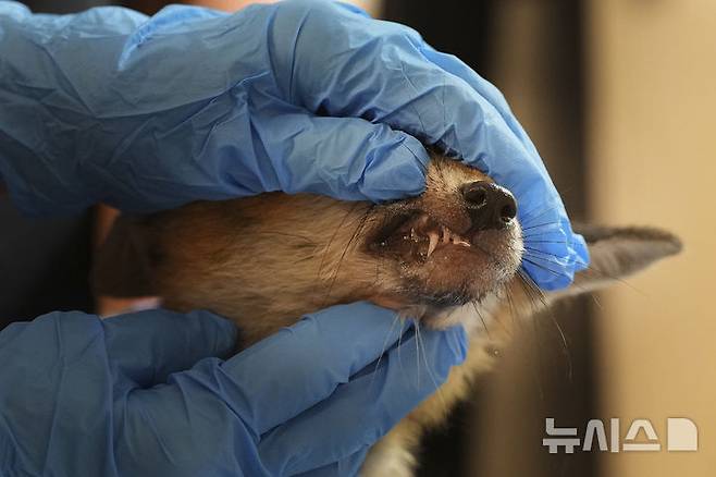 <font style="vertical-align: inherit;"><font style="vertical-align: inherit;">[켄트=AP/뉴시스] 5월 22일(현지 시간) 영국 켄트 주 톤브리지 인근 더 폭스 프로젝트가 운영하는 병원에서 자원봉사자가 구조된 여우의 이빨을 살펴보고 있다. 2025.06.10.</font></font>