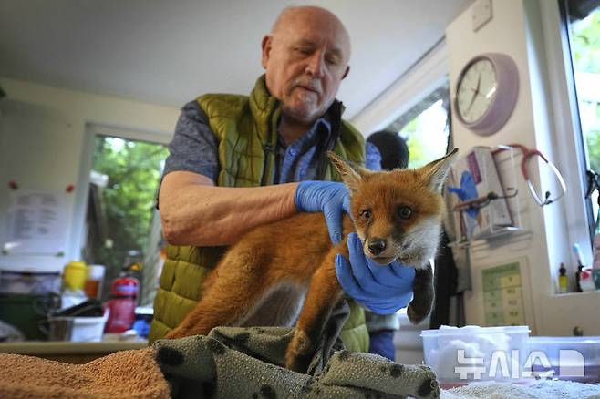 Trevor Williams examines a fox that has been taken into hospital by The Fox Project near Tonbridge, England, Thursday, May 22, 2025.(AP Photo/Frank Augstein)