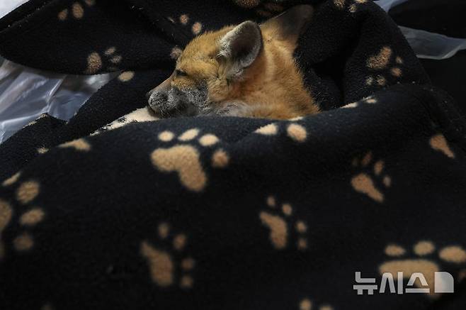 <font style="vertical-align: inherit;"><font style="vertical-align: inherit;">[켄트=AP/뉴시스] 5월 22일(현지 시간) 영국 켄트 주 톤브리지 인근 더 폭스 프로젝트가 운영하는 병원에서 구조된 새끼 여우가 휴식하고 있다. 2025.06.10.</font></font>