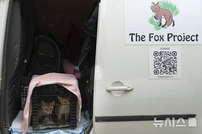 <font style="vertical-align: inherit;"><font style="vertical-align: inherit;">[켄트=AP/뉴시스] 5월 22일(현지 시간) 영국 켄트 주 톤브리지 인근 더 폭스 프로젝트가 운영하는 병원에서 구조된 여우들이 자연으로 돌아갈 준비를 하고 있다. 2025.06.10.</font></font>