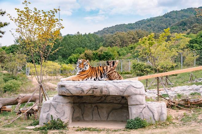 국립백두대간수목원 호랑이. 경북문화관광공사 제공