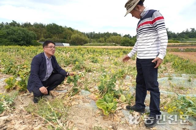 전남 해남 봄배추에서 이상저온으로 피해가 발생해 농림축산식품부가 13일까지 정밀조사에 나선다. 김경채 해남 황산농협 조합장(왼쪽)과 민태홍 배추생산자협회장이 수확을 포기해 버려진 밭을 둘러보고 있다.