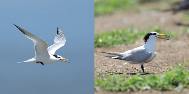 뿔제비갈매기. 환경부