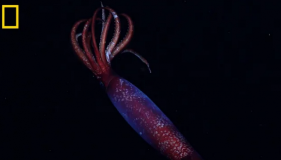 미국 슈미트해양연구소 연구진이 지난해 12월 수심 2152m 지점의 남극 깊은 바다에서 촬영한 남극 고나투스 오징어(학명 Gonatus antarcticus)의 모습. 내셔널 지오그래픽 제공