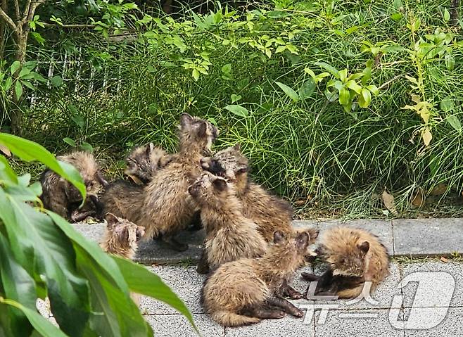 광주 광산구 장덕동 한 아파트 단지에서 발견된 새끼 너구리 무리의 모습. (독자제공. 재판매 및 DB 금지) 2025.6.11/뉴스1