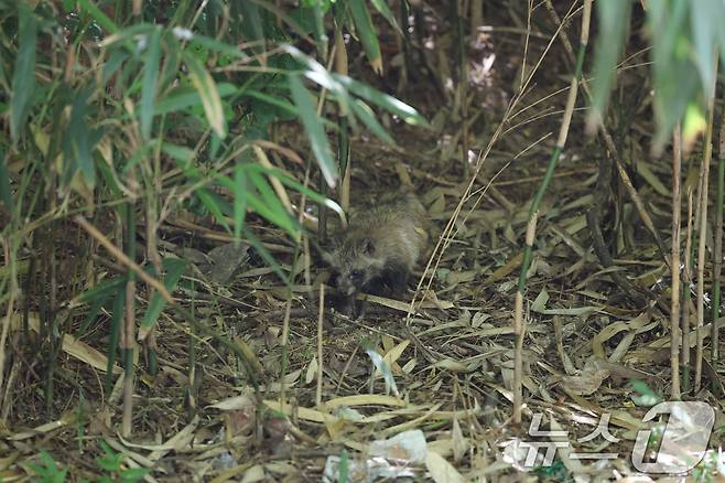 11일 광주 광산구 장덕공원에서 새끼 너구리가 돌아다니고 있다. 2025.6.11/뉴스1 ⓒ News1 이승현 기자