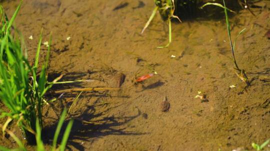괴산군 감물면 오성리 일대 친환경 논에 긴꼬리투구새우가 집단 서식 중인 모습   사진=괴산군 제공