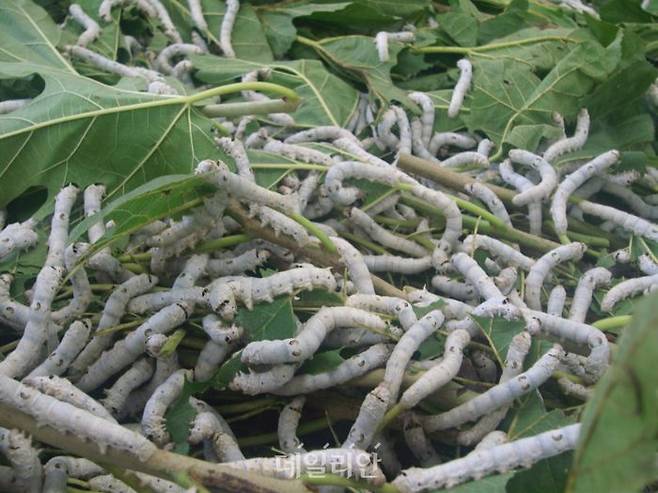 백옥잠 큰누에사육장면. ⓒ 농촌진흥청