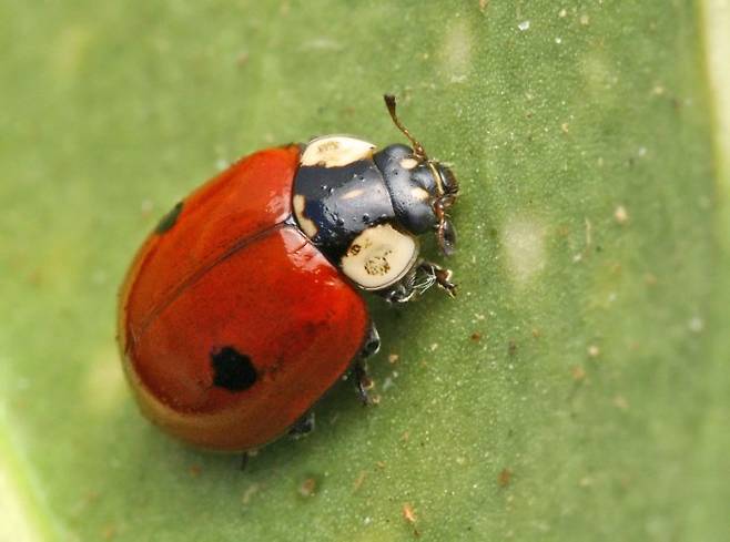 붉은색 바탕에 검은 점이 한 쌍 있는 두점무당벌레(학명 Adalia bipunctata). 위키미디어/Entomart 제공