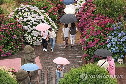 제주도에 이른 장마가 시작된 12일 오전 제주 서귀포시 안덕면 덕수리 카페 마노르블랑을 찾은 관광객이 우산을 쓰고 수국이 만개한 정원을 산책하고 있다. [서귀포=연합뉴스]