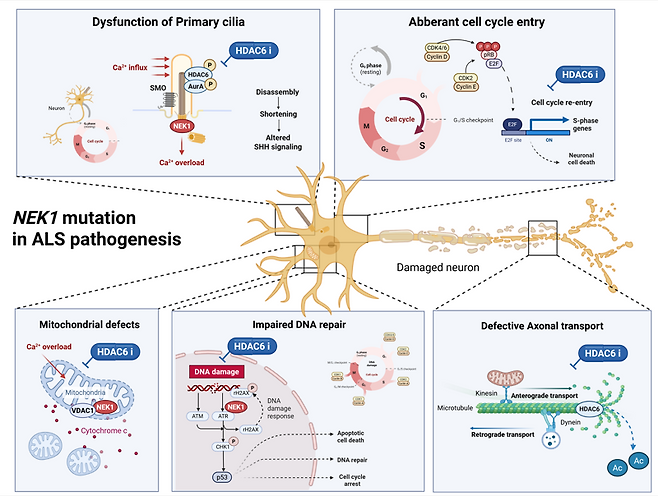 근위축성 측삭경화증의 발병 기전에서 NEK1 돌연변이가 미치는 영향. 한국연구재단 제공