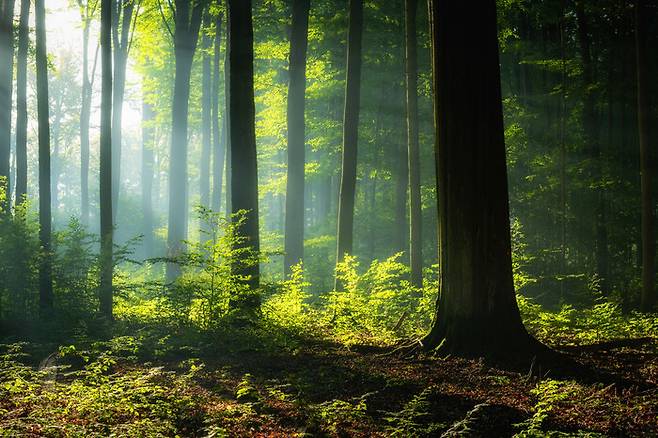 산림 이미지. 게티이미지뱅크