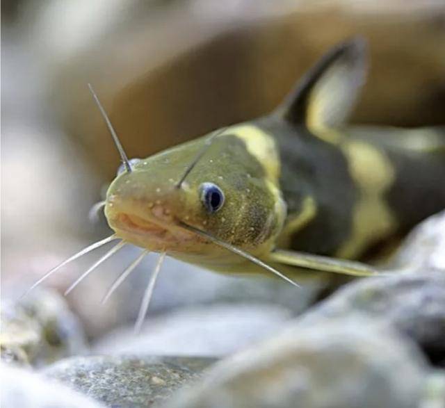 빠가사리. 환경부 제공