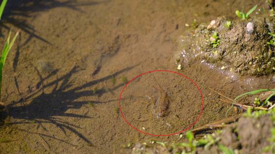 충북 괴산 감물면 친환경 벼 재배 경작지에서 발견된 긴꼬리투구새우(빨간원). 사진 괴산군