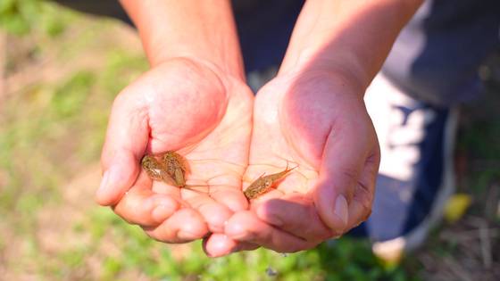 대표적인 친환경 지표 종으로 알려진 긴꼬리투구새우. 사진 괴산군