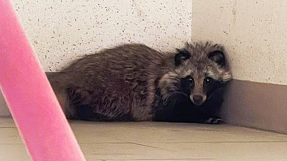 광주 한 아파트 계단서 발견된 너구리. 연합뉴스