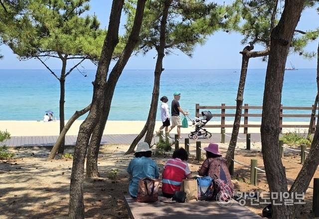 ▲ 12일 무더위를 피하기 위해 경포해변을 찾은 가족 단위 관광객들이 송림 그늘에서 더위를 식히고 있다. 황선우 기자