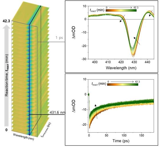 페로브스카이트 나노플레이트렛의 광유도 응집 과정에서 일어나는 동역학적 변화. IBS