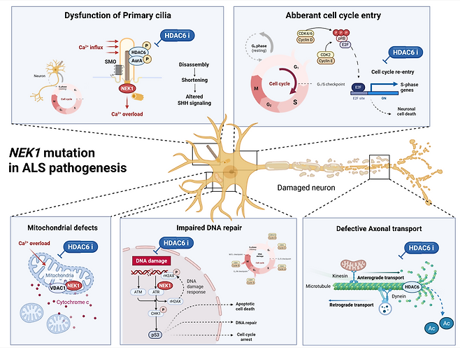 근위축성 측삭경화증의 발병 기전에서 NEK1 돌연변이가 미치는 영향.[한양대학교 제공]