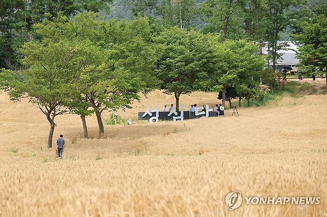 '성심당 밀밭' (대전=연합뉴스) 강수환 기자 = 12일 오전 대전 유성구 교촌동에 위치한 성심당 밀밭에서 처음으로 밀을 수확하고 있다. 성심당은 지난해 농촌진흥청ㆍ대전시농업기술센터와 손잡고 이곳에 2만3천140㎡의 밀밭을 조성했다. 2025.6.12 swan@yna.co.kr