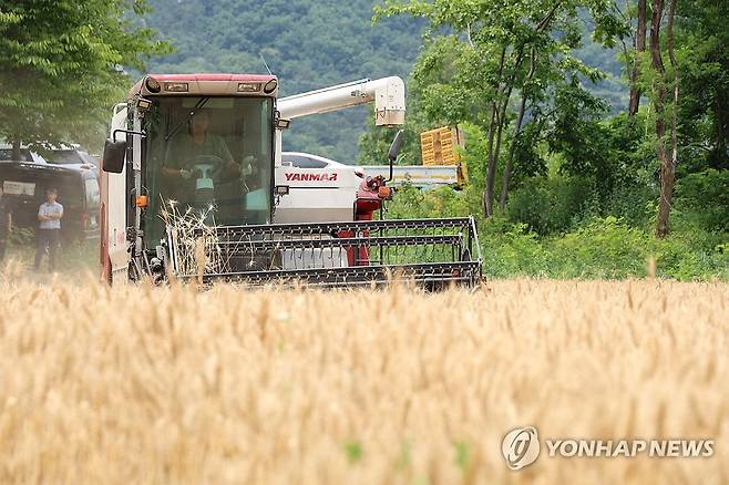 '성심당 밀밭' 떨리는 첫 수확 (대전=연합뉴스) 강수환 기자 = 12일 오전 대전 유성구 교촌동에 위치한 성심당 밀밭에서 첫 밀 수확이 이뤄지고 있다. 성심당은 지난해 농촌진흥청ㆍ대전시농업기술센터와 손잡고 이곳에 2만3천140㎡의 밀밭을 조성했다. 2025.6.12 swan@yna.co.kr