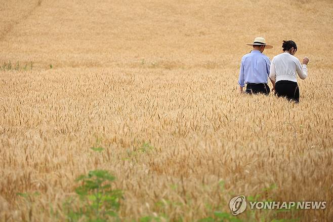 성심당 밀밭의 시민들 (대전=연합뉴스) 강수환 기자 = 12일 오전 대전 유성구 교촌동에 위치한 성심당 밀밭에서 다 자란 밀이 수확을 앞두고 있다. 성심당은 지난해 농촌진흥청ㆍ대전시농업기술센터와 손잡고 이곳에 2만3천140㎡의 밀밭을 조성했다. 2025.6.12 swan@yna.co.kr