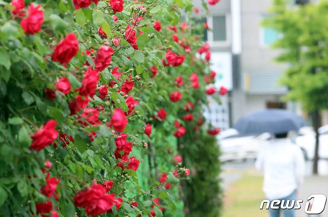 (대전충남=뉴스1) 최형욱 기자 = 13일 대전·충남은 늦은 오후 남부지역에 비가 내리기 시작해 밤부터는 충남권 대부분의 지역으로 확대될 것으로 예보됐다. 대전 중구 도로변에 핀 장미 옆으로 우산 쓴 시민이 걸어가고 있다. /뉴스1 ⓒ News1 김기태 기자