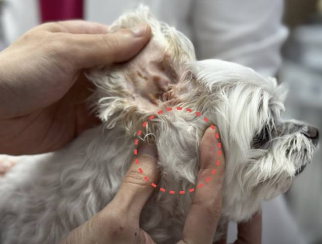 귀 염증으로 귀 주변이 단단하게 부어오른 상태였던 민트(SD동물의료센터 제공) ⓒ 뉴스1