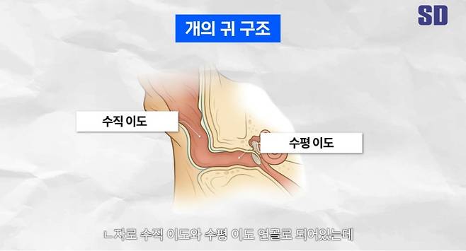 정상적인 개의 귀 구조(SD동물의료센터 유튜브 갈무리) ⓒ 뉴스1