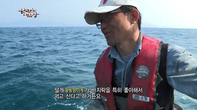 한국인의 밥상 - 왕밤송이게 된장찌개 , 왕밤송이게 찜(스압) 한국인의 밥상 - 왕밤송이게 된장찌개 , 왕밤송이게 찜.jpg