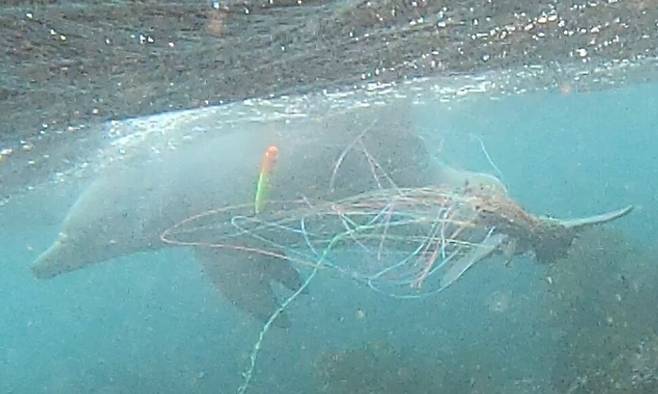 핫핑크돌핀스는 “이날 수중에서 촬영한 사진을 보면 종달이 몸에 추가로 감긴 낚싯줄에도 찌와 함께 생미끼로 쓰인 넙치가 매달려 있었다”고 전했다. 핫핑크돌핀스 제공