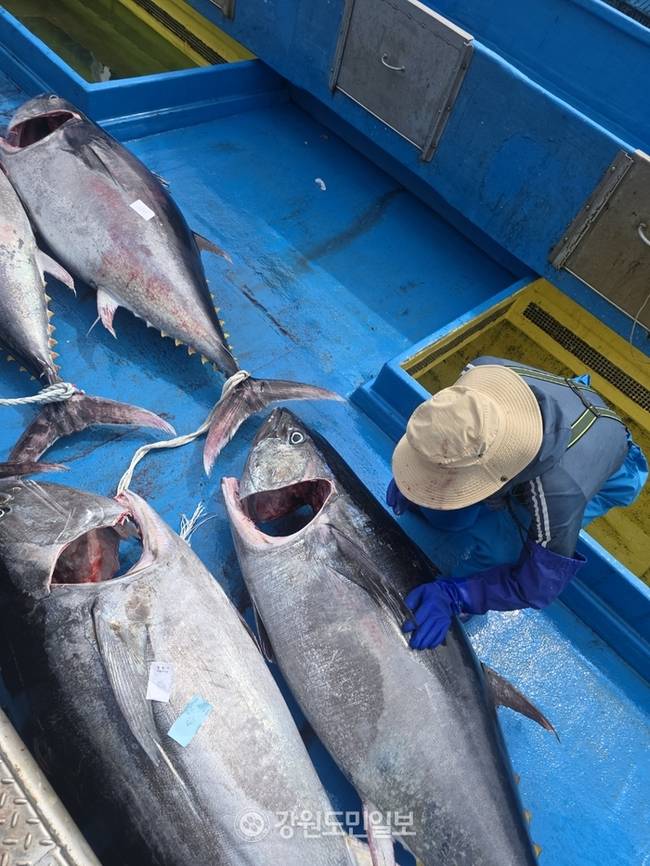 ▲ 최북단 고성군 가진 연안에서 13일 참다랑어 15마리가 무더기로 잡혀 화제다. 이날 잡힌 참다랑어는 200㎏∼150㎏짜리 15마리로 최고 위판가는 300여만원에 이른다.