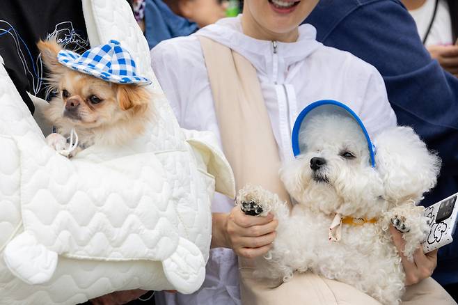 고양시 일산문화공원에서 반려견과 함께하는 시민 [김호영 기자]