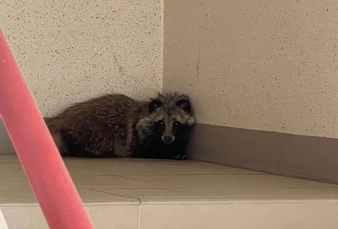광주 한 아파트에 너구리가 출몰한 모습. [연합]