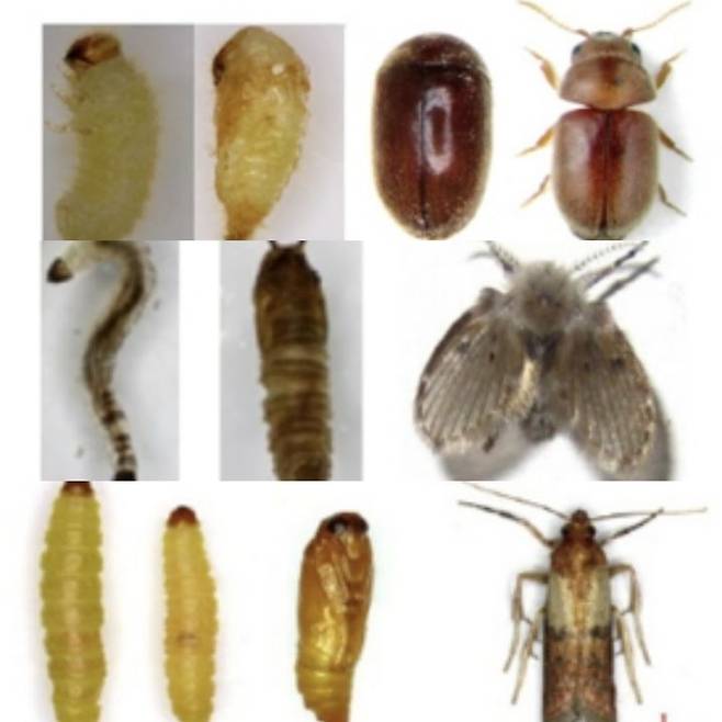 [서울=뉴시스] 13일 식품의약품안전처에 따르면 지난 5년(2019년~2023년)간 식품 이물 신고에서 벌레 신고 건이 4489건(21.9%)으로 기타이물 8726건에 이어 두번째로 많았다. 사진은 벌레이물 가운데 대표적인 권연벌레(위부터), 나방파리, 화랑곡나방. (사진=식약처 제공) 2025.06.13. photo@newsis.com *재판매 및 DB 금지