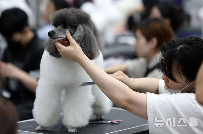 [서울=뉴시스] 김선웅 기자 = 13일 서울 서초구 aT센터에서 열린 제112회 KKF 전국 애견미용 콘테스트에서 참가 선수들이 애견 미용 실력을 선보이고 있다. 2025.06.13. mangusta@newsis.com