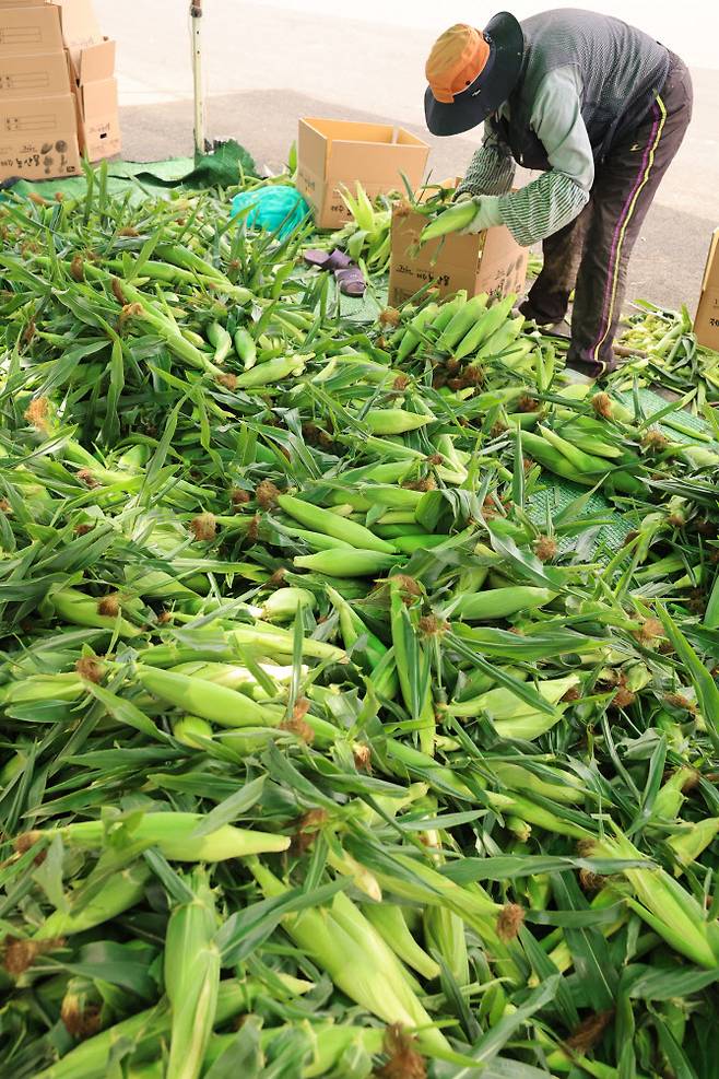 초당옥수수(사진=연합뉴스)