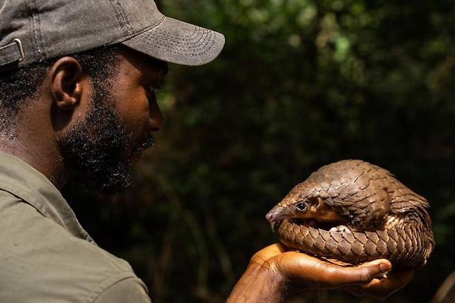 영국 케임브리지대 찰스 에모고르 박사가 서아프리카 사냥꾼으로부터 받은 천산갑을 들고 있다. [사진=영국 케임브리지대(Alex Moore)]