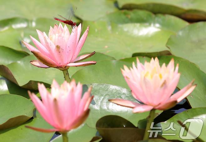 자료사진/뉴스1 ⓒ News1