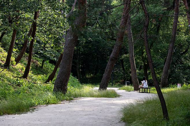 세종대왕릉과 효종대왕릉을 잇는 '왕의 숲길'은 숙종, 영조, 정조가 참배 때 오갔던 길이다. 시원한 그늘 아래 고즈넉함을 만끽할 수 있는 길이 700m 정도 이어진다. / 이경호 영상미디어 기자