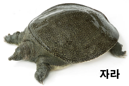 rjwkrjwk7.png 생태계 교란종 "늑대거북"이 위험한 이유
