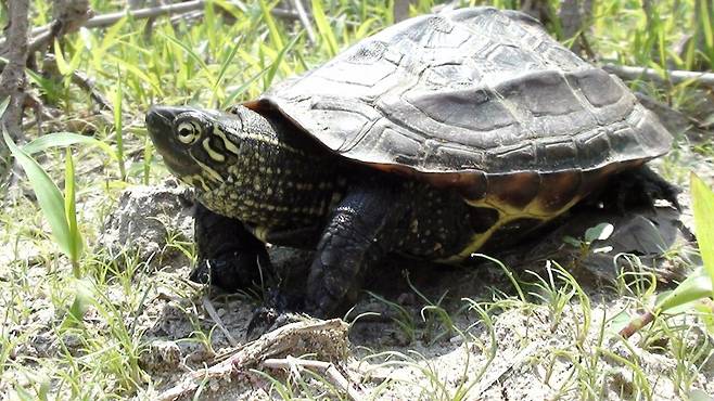 BIMGRP0000376795_20211105162459372975.jpeg 생태계 교란종 "늑대거북"이 위험한 이유